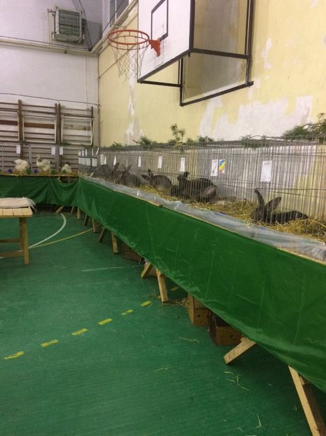 3F6ECF98-F36C-4105-BA3C-A542EF11CFEC - 2018 Expoziția anuală de păsări și animale de rasa TURDA