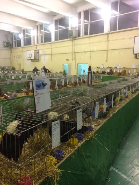 14561250-270F-4BA6-B3C2-6227D9DE4858 - 2018 Expoziția anuală de păsări și animale de rasa TURDA