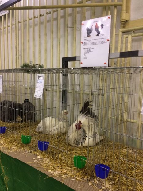 E20FDBE8-3582-4BCC-A679-3FFD317FD553 - 2018 Expoziția anuală de păsări și animale de rasa TURDA