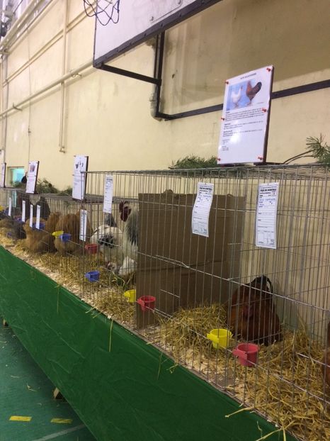 1E9E008A-AC34-47C8-BEE6-E60CC9EAC653 - 2018 Expoziția anuală de păsări și animale de rasa TURDA