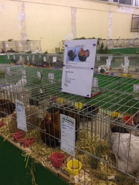 A5FF32AB-A8A7-438A-A37F-EBDE37F1F283 - 2018 Expoziția anuală de păsări și animale de rasa TURDA
