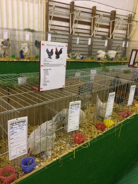 43DDB76B-4578-42C1-89AD-C2F05D7FE68A - 2018 Expoziția anuală de păsări și animale de rasa TURDA