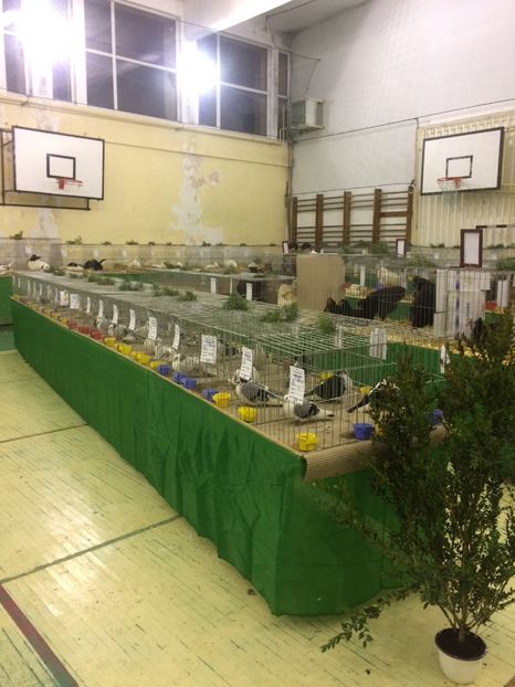 BFA0AA1D-D0FA-446B-851D-536F89E2F93A - 2018 Expoziția anuală de păsări și animale de rasa TURDA