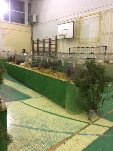 A1A13203-FA42-439E-81C9-A51A7A36C349 - 2018 Expoziția anuală de păsări și animale de rasa TURDA