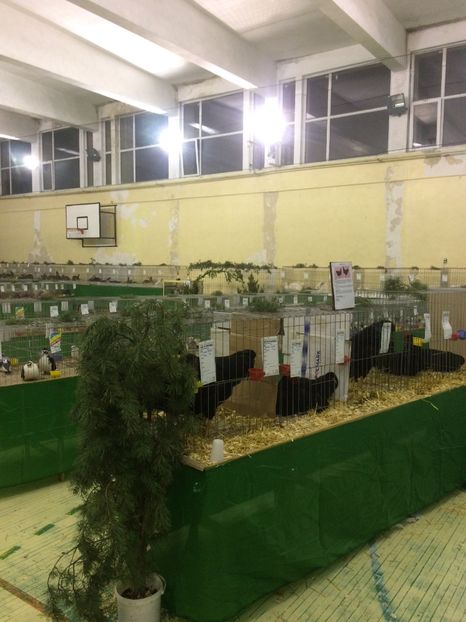 EE5B4592-860C-4D87-B51F-30CE177BFB26 - 2018 Expoziția anuală de păsări și animale de rasa TURDA