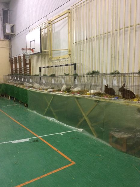 59322380-5D32-404D-9D1A-8C02C8DA781B - 2018 Expoziția anuală de păsări și animale de rasa TURDA