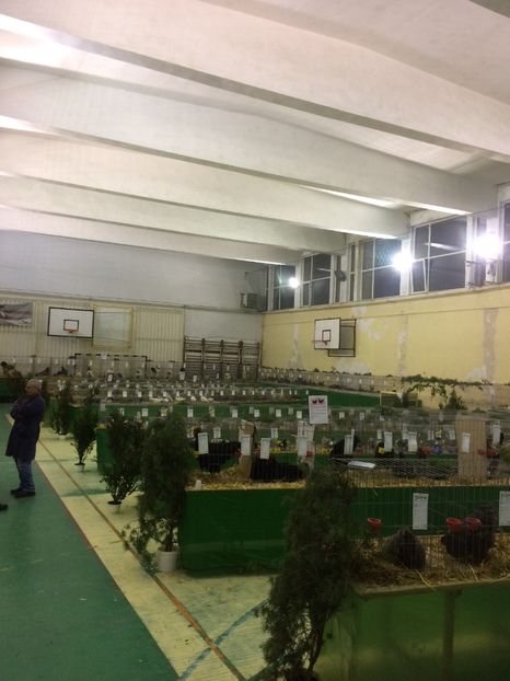 DCDEF2C2-910E-4F9C-A86E-B97A098F1D4A - 2018 Expoziția anuală de păsări și animale de rasa TURDA