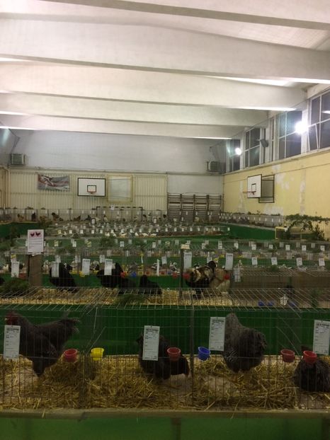 AA6909B1-E2C4-4BCE-9606-E2B5941F6904 - 2018 Expoziția anuală de păsări și animale de rasa TURDA