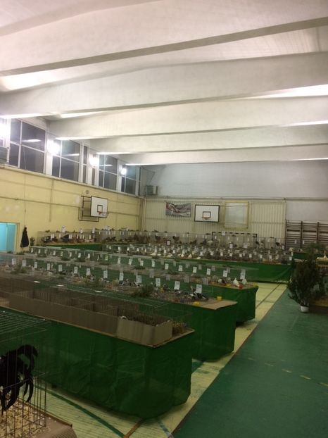 03A48623-3264-42CB-BED2-1F771C8825FC - 2018 Expoziția anuală de păsări și animale de rasa TURDA