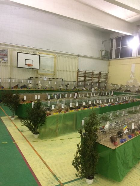 29807FAC-0503-49BA-9030-6114EB669933 - 2018 Expoziția anuală de păsări și animale de rasa TURDA