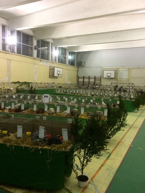 5075E7BE-236B-4EF3-8BAB-D00A42DA4B73 - 2018 Expoziția anuală de păsări și animale de rasa TURDA