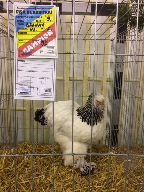 2120C3EA-7AB1-4155-8BDE-A5D222FC7608 - 2018 Expoziția anuală de păsări și animale de rasa TURDA