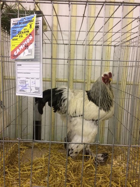 1B1DB895-20A4-4651-8B6C-B9E7C6339F8F - 2018 Expoziția anuală de păsări și animale de rasa TURDA