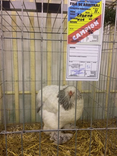 D6A63499-6A93-4C66-B545-1950B6B9E571 - 2018 Expoziția anuală de păsări și animale de rasa TURDA