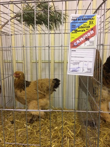 91285B93-5A51-4E52-8031-A1EF5AD1F4F2 - 2018 Expoziția anuală de păsări și animale de rasa TURDA