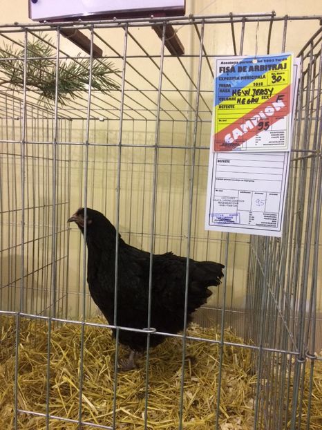 CEF4C089-6931-41C3-BB29-F53E705E8CBE - 2018 Expoziția anuală de păsări și animale de rasa TURDA