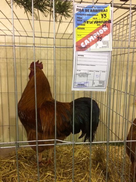 D7E17880-D797-45E0-AFC5-62A47BC0443C - 2018 Expoziția anuală de păsări și animale de rasa TURDA