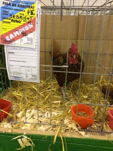 C2BFDB70-3A31-4BA7-A4BE-4932E1B3C909 - 2018 Expoziția anuală de păsări și animale de rasa TURDA