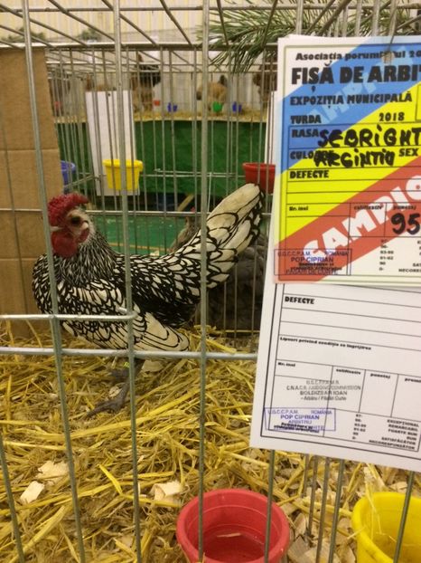 CBD1517D-DA2C-42A7-8AA8-7CDDF8CFBD6E - 2018 Expoziția anuală de păsări și animale de rasa TURDA