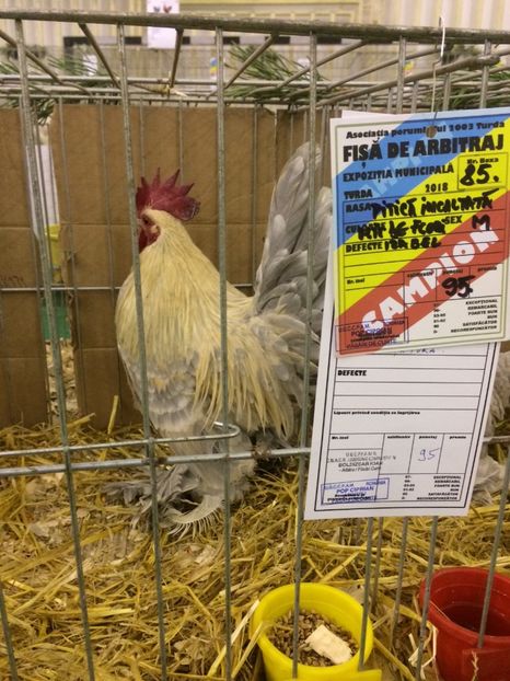 4F81F566-DEB6-47DE-AE83-E587F45ABDE5 - 2018 Expoziția anuală de păsări și animale de rasa TURDA