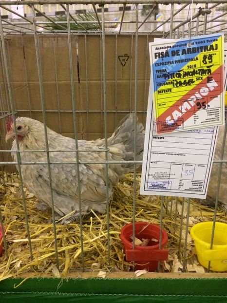 3E81381B-9A3D-4969-AE14-5F21A50BE528 - 2018 Expoziția anuală de păsări și animale de rasa TURDA