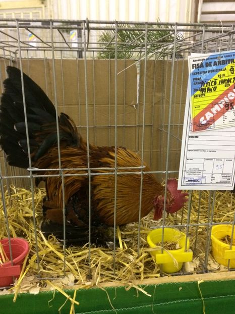 589A82DE-A125-4A0A-B6E1-EF0A414FF554 - 2018 Expoziția anuală de păsări și animale de rasa TURDA