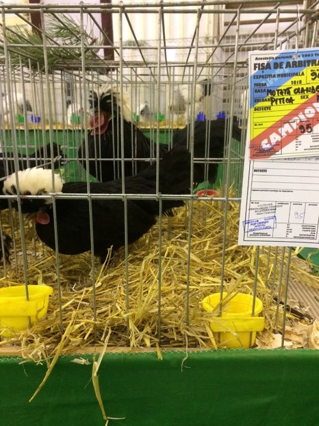 2598D55C-6DF3-4AF3-96C7-629EE7A308AA - 2018 Expoziția anuală de păsări și animale de rasa TURDA