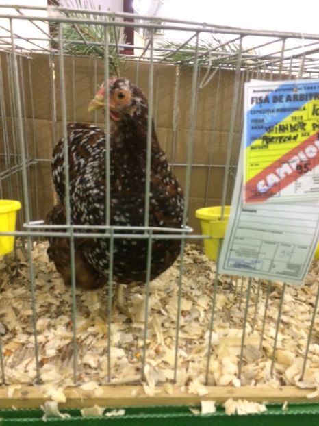 B644C5A4-A10E-4D66-8040-742356B82E31 - 2018 Expoziția anuală de păsări și animale de rasa TURDA