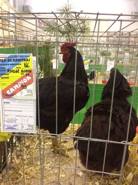 9BEFA3E3-20C0-46FF-8CA8-6C43441F07E2 - 2018 Expoziția anuală de păsări și animale de rasa TURDA