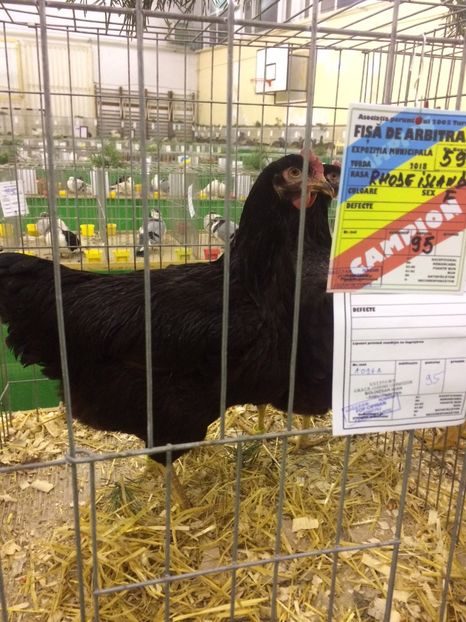 F9A9B4DA-C19E-4E08-A864-5E59F52F7BE6 - 2018 Expoziția anuală de păsări și animale de rasa TURDA