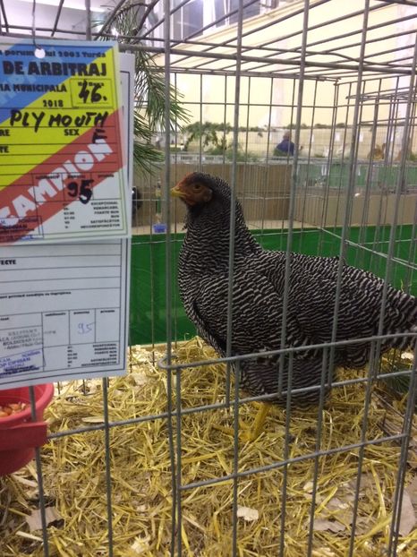 599305B9-2439-4C64-96DE-997B28345732 - 2018 Expoziția anuală de păsări și animale de rasa TURDA