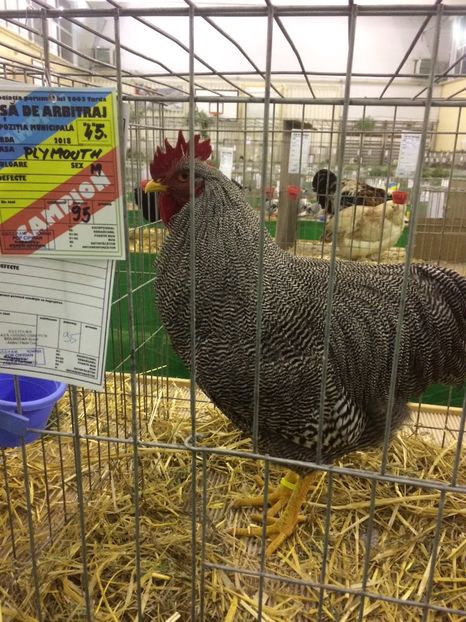A017C9B1-EFBC-4F24-8D81-16F529CC72C9 - 2018 Expoziția anuală de păsări și animale de rasa TURDA