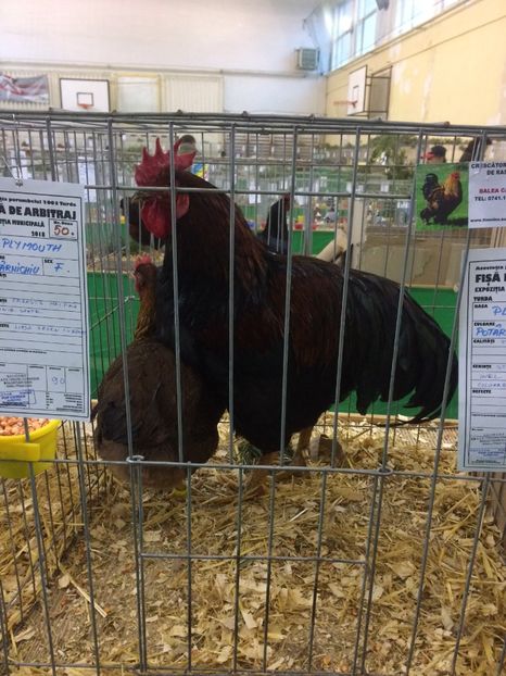 B380E4B0-CC0E-4D04-9149-5C7BA0652BB0 - 2018 Expoziția anuală de păsări și animale de rasa TURDA