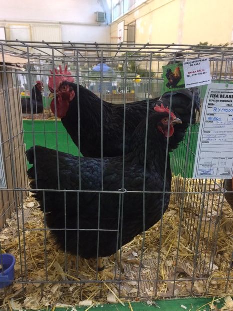 429098CF-53ED-4513-96E6-1B5BBC43EF70 - 2018 Expoziția anuală de păsări și animale de rasa TURDA