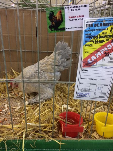 1C252B86-D6B4-40DA-8A54-CE5DCE3BEB1E - 2018 Expoziția anuală de păsări și animale de rasa TURDA