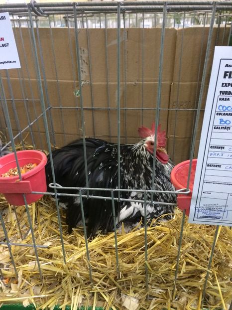 2BCD101F-E209-4CF8-B800-81BE9CB7DCB3 - 2018 Expoziția anuală de păsări și animale de rasa TURDA