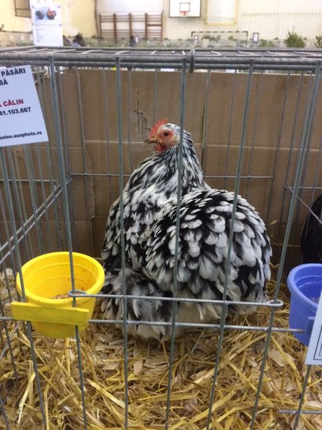 338D3881-514E-4715-A5BF-FF3EB6DE882F - 2018 Expoziția anuală de păsări și animale de rasa TURDA