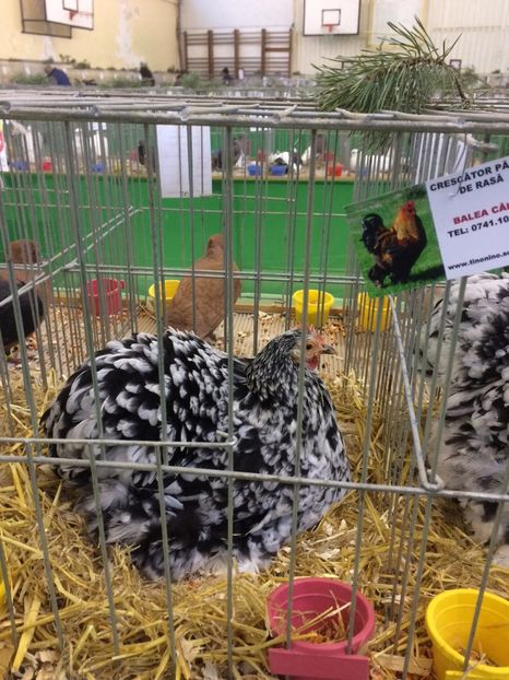 038C0B4F-99DC-4D1D-80A7-BEC8E43A8F00 - 2018 Expoziția anuală de păsări și animale de rasa TURDA