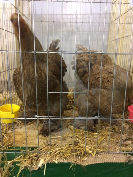 B7294E81-22BC-4ECD-A7C6-3D754AF87E27 - 2018 Expoziția anuală de păsări și animale de rasa TURDA