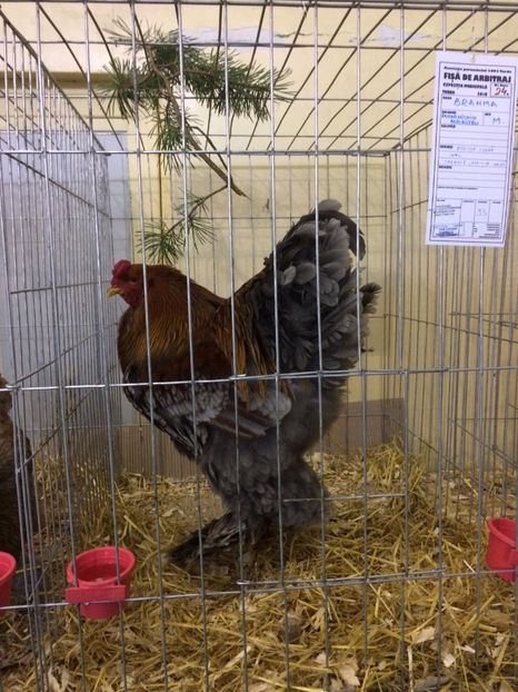 419A4498-0FF5-4D08-ADA8-B27A3FD7635F - 2018 Expoziția anuală de păsări și animale de rasa TURDA