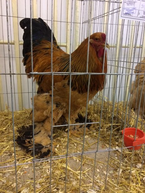 222F976C-7F37-49D5-88FF-EFFF1A4FFA65 - 2018 Expoziția anuală de păsări și animale de rasa TURDA