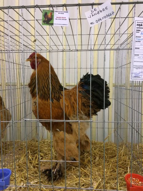 22F82197-E22D-45F6-8496-42C28C2E13C9 - 2018 Expoziția anuală de păsări și animale de rasa TURDA