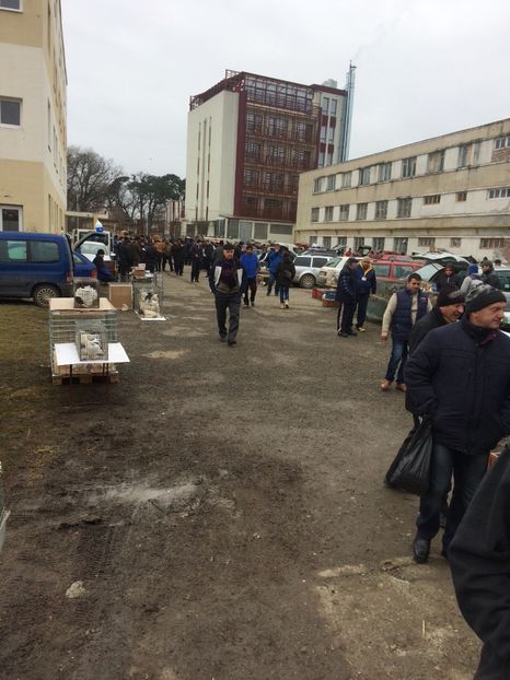 BF726214-670D-498B-A5A6-202234D4F9AD - 2018 Expoziția anuală de păsări și animale de rasa TURDA