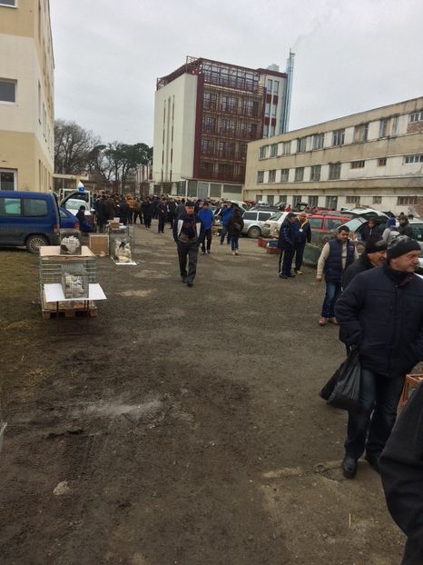 0340BB56-990E-4327-8061-4249210D5777 - 2018 Expoziția anuală de păsări și animale de rasa TURDA