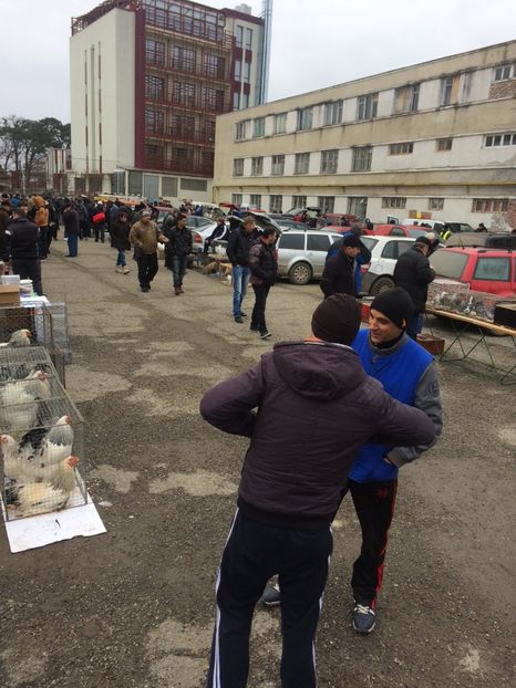 F4BAC86F-2CA5-4040-B50A-0BE07EEC4A19 - 2018 Expoziția anuală de păsări și animale de rasa TURDA