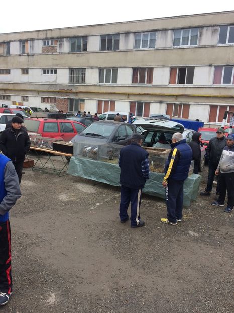 5C1DB233-890F-4A49-8329-3D82A4A67D9F - 2018 Expoziția anuală de păsări și animale de rasa TURDA