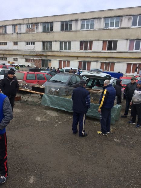 32E71282-FE1E-46D8-9103-5405D9CE47AE - 2018 Expoziția anuală de păsări și animale de rasa TURDA