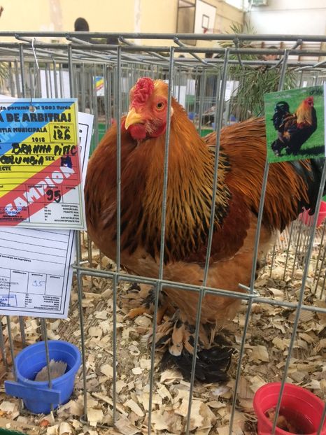 C38C3627-6ACD-4AD1-8E4B-3C0C4E0F3BF9 - 2018 Expoziția anuală de păsări și animale de rasa TURDA