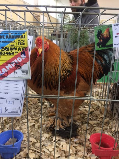 1D8FE641-D833-4815-849B-857DBC93A757 - 2018 Expoziția anuală de păsări și animale de rasa TURDA