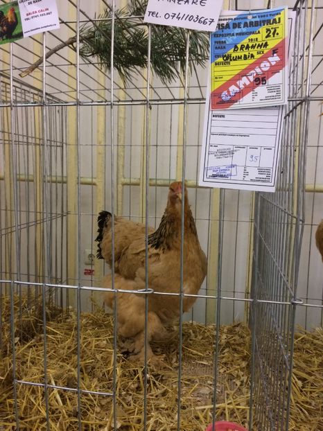 713911C5-AC11-44BF-919A-78B10D4E5B0A - 2018 Rezultate obținute la expoziția anuală TURDA